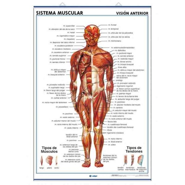 LAMINA SIS.MUSCULAR VENT/DOR.C902 70x100
