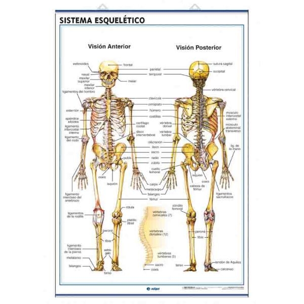 LAMINA SIS.ESQUELET./CRANEO C901 70x100