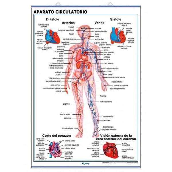 LAMINA APAR.CIRCULAT/RESPIR.C903 70x100