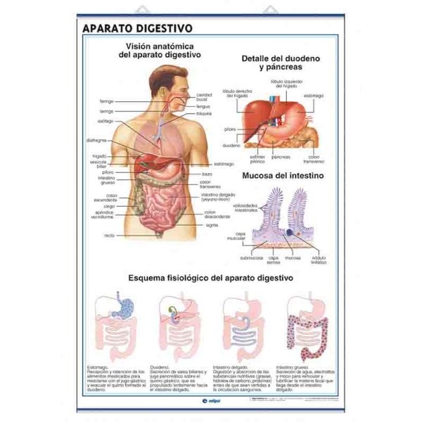 LAMINA APAR.DIGESTIVO/EXCRET.C900 70x100