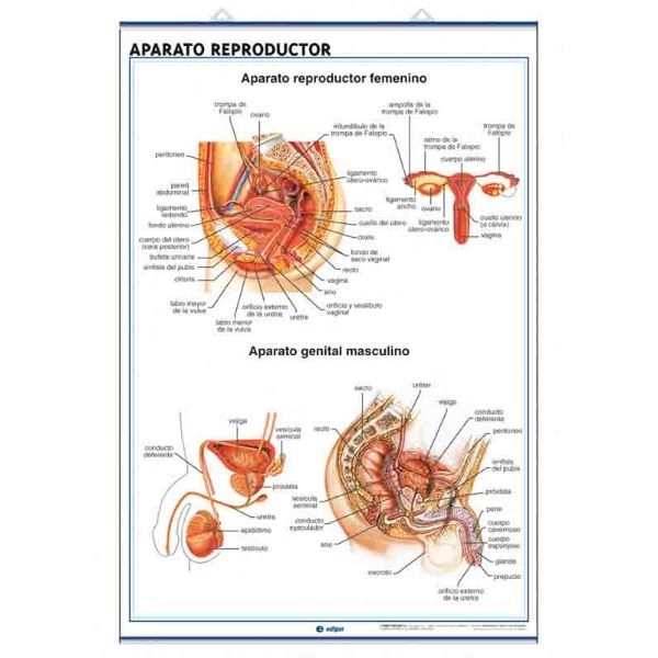 LAMINA APAR.REPROD/EMBARAZ.C906 70x100